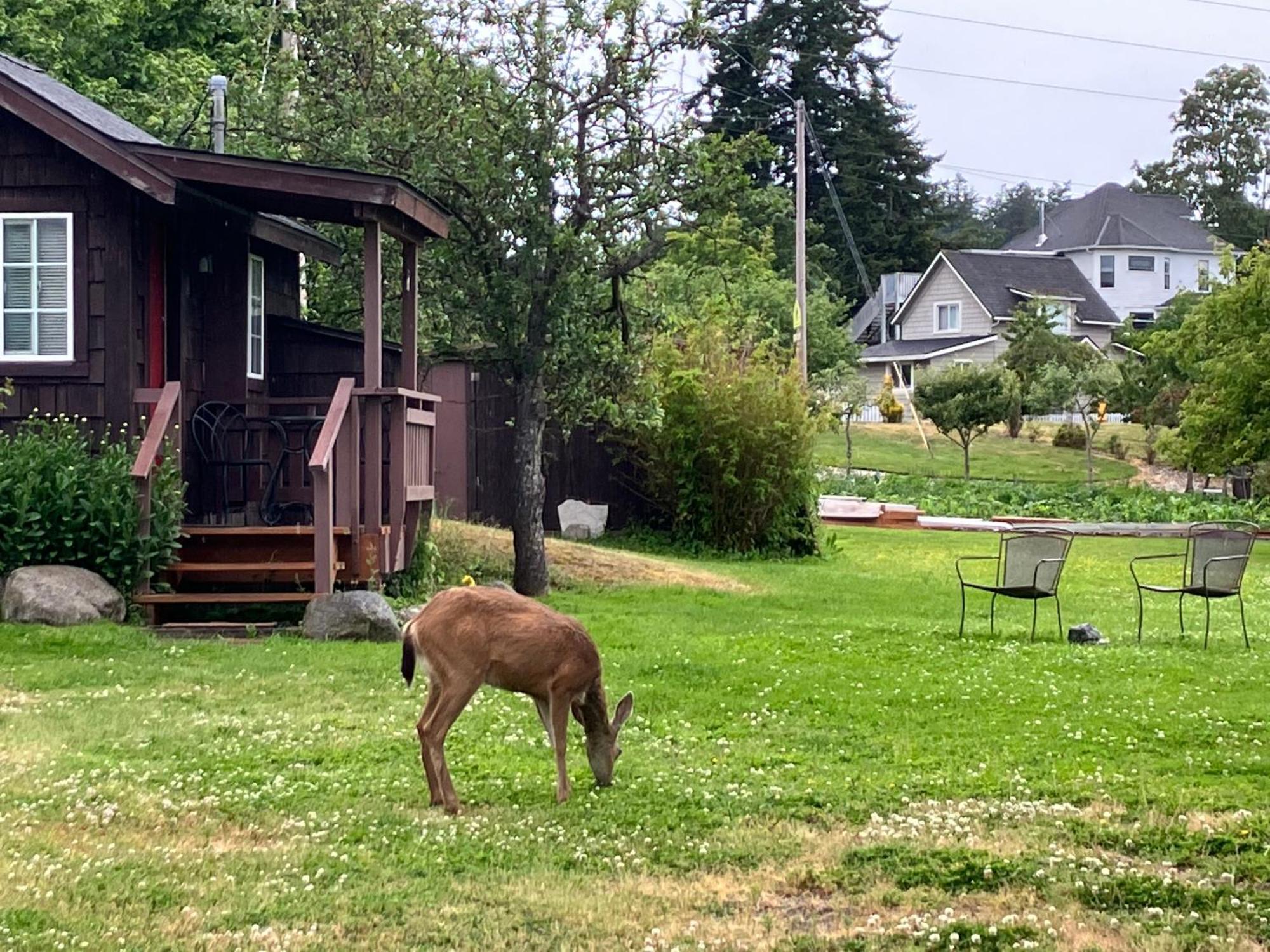 Jones Cabin Friday Harbor Εξωτερικό φωτογραφία